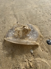 Dactyliophorae