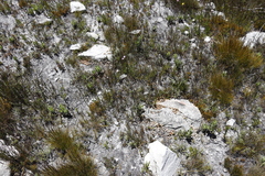 Pronolagus saundersiae