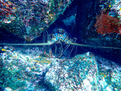 Panulirus penicillatus