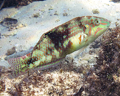 Halichoeres nebulosus