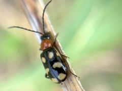 Diabrotica sinuata