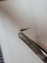 Stephanitis pyrioides