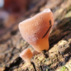 Auricularia auricula-judae