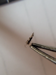 Stephanitis pyrioides