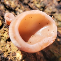Auricularia auricula-judae