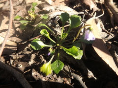 Viola sieberiana