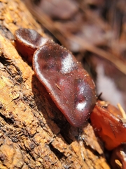 Auricularia auricula-judae