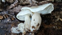 Ossicaulis lachnopus