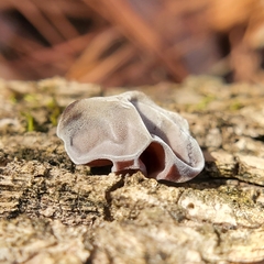 Auricularia auricula-judae