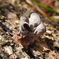 Auricularia auricula-judae