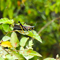 Schistocerca melanocera