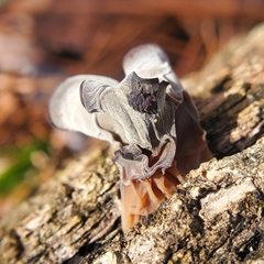 Auricularia auricula-judae