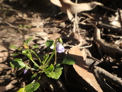 Viola sieberiana