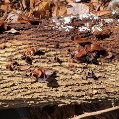 Auricularia auricula-judae