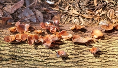 Auricularia auricula-judae