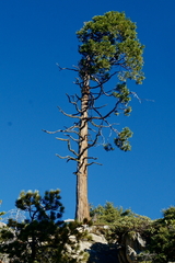 Calocedrus decurrens