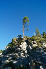 Calocedrus decurrens