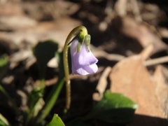 Viola sieberiana