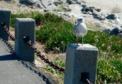 Larus glaucescens × occidentalis