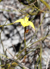 Disa tenuifolia