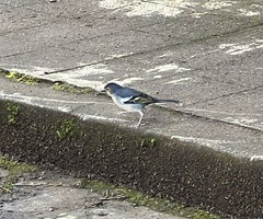 Fringilla coelebs canariensis