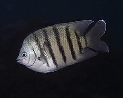 Bengal Sergeant photo 3