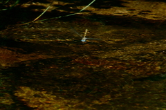 Cordulegaster dorsalis