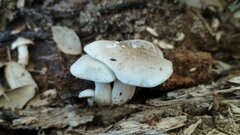 Ossicaulis lachnopus