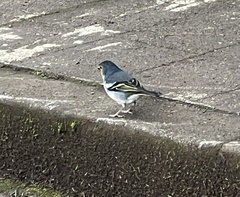 Fringilla coelebs canariensis
