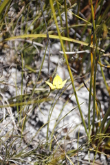 Disa tenuifolia