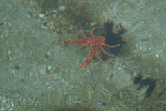 Grimothea planipes