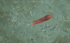 Grimothea planipes