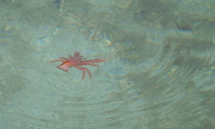 Grimothea planipes