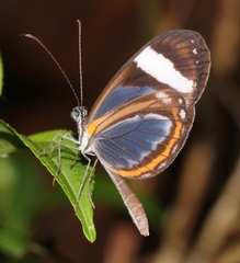 Dismorphia theucharila fortunata