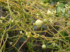 Cassytha filiformis