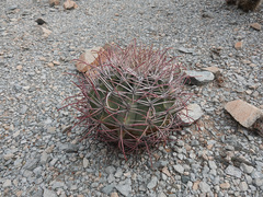 Ferocactus emoryi