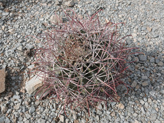 Ferocactus emoryi