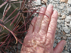 Ferocactus emoryi