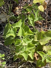 Mikania cordifolia