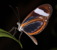 Dismorphia theucharila fortunata
