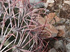Ferocactus emoryi