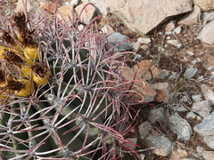 Ferocactus emoryi