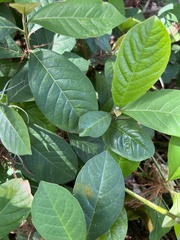 Petiveria alliacea