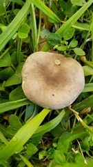 Melanoleuca