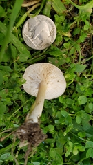 Melanoleuca