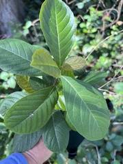 Petiveria alliacea