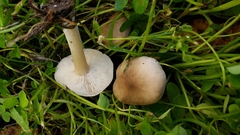 Melanoleuca