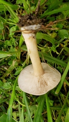Melanoleuca
