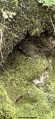 Scytalopus magellanicus