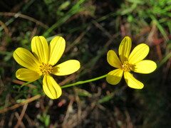 Bidens mitis